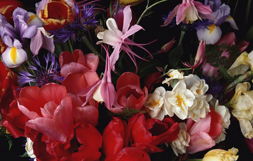 姹紫嫣紅拍花卉 結合花卉拍攝與木雕的藝術技巧